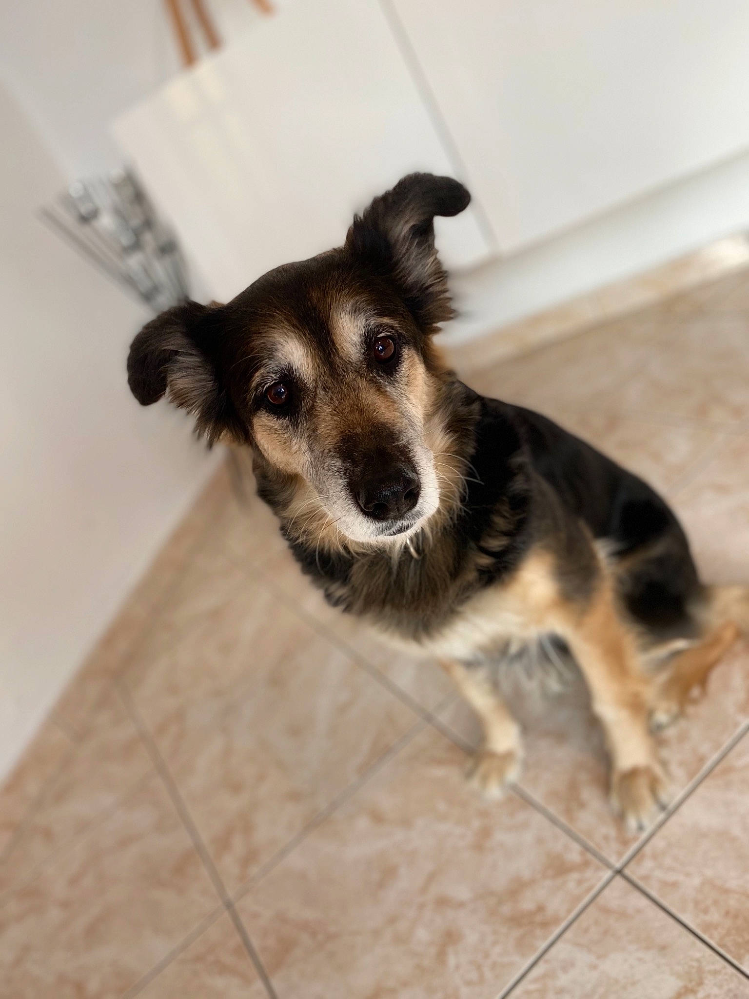 Danka participe au concours pour gagner de l'argent avec cette photo : canidae, carnivore, dog, dog_breed, ear, floor, mammal, nose, puppy, rare_breed_dog, snout, sporting_group, working_dog