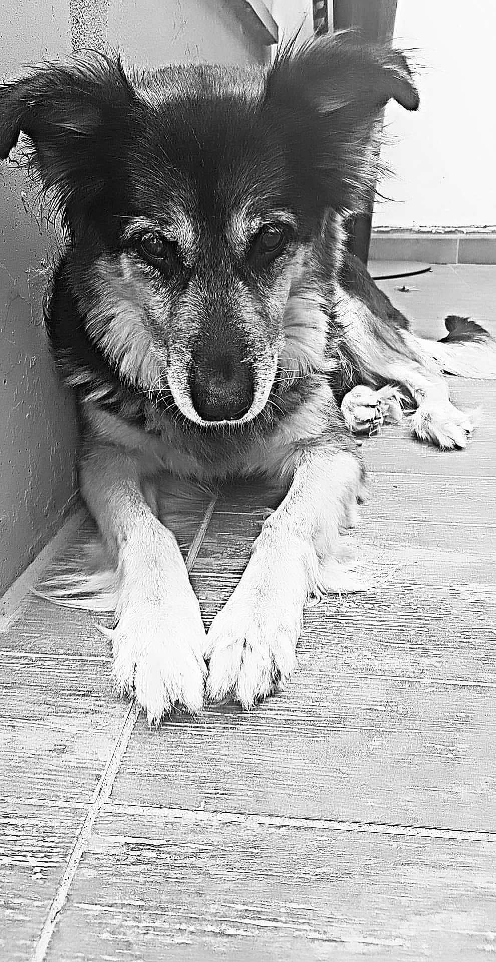 Danka participe au concours pour gagner de l'argent avec cette photo : black_and_white, canidae, carnivore, dog, dog_breed, mammal, rare_breed_dog, snout, street_dog, vertebrate, working_dog