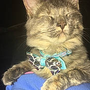 Luna joined the competition — help win amazing prizes! accessory, animal, blue, bow_tie, cat, close_up, collar, cute, domestic_animal, feline, fluffy, fur, indoor, mammal, paws, pet, portrait, resting, sleepy, whiskers