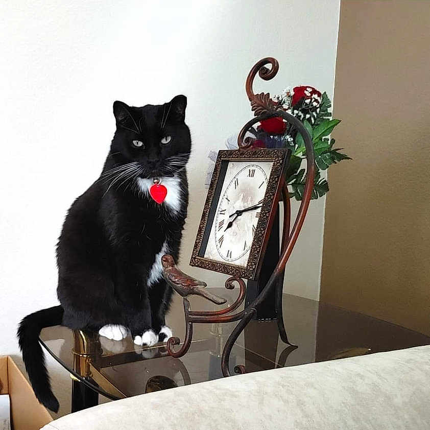 Kitty joined the competition — help win amazing prizes! bird_figurine, black_cat, cat, clock, couch, decor, feline, flower_arrangement, glass_table, home, indoor, living_room, ornate, pet, red_tag, sitting, still_life, tabletop, wall, white_paws