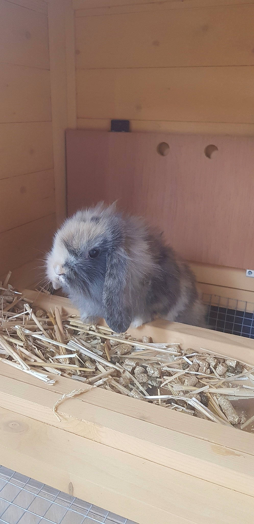 Cleo a rejoint le concours — aidez-le/la à gagner de superbes lots ! angora_rabbit, cat, domestic_rabbit, fawn, rabbit, rabbits_and_hares, whiskers