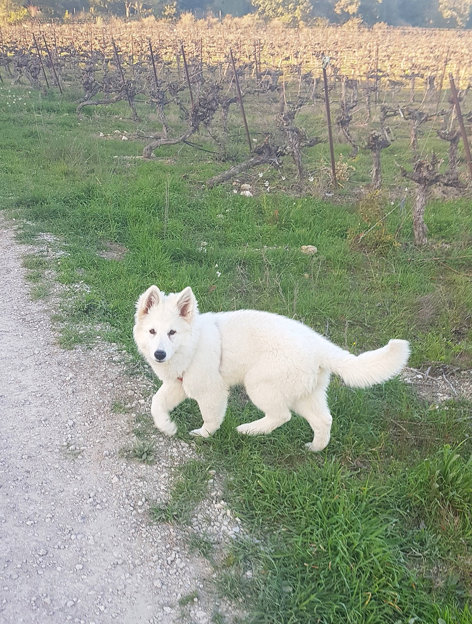 Bouh a rejoint le concours — aidez-le/la à gagner de superbes lots ! berger_blanc_suisse, canaan_dog, canidae, carnivore, dog, dog_breed, fawn, kintamani, kishu, korean_jindo_dog, mammal, pungsan_dog, puppy, tail, vertebrate, white_shepherd