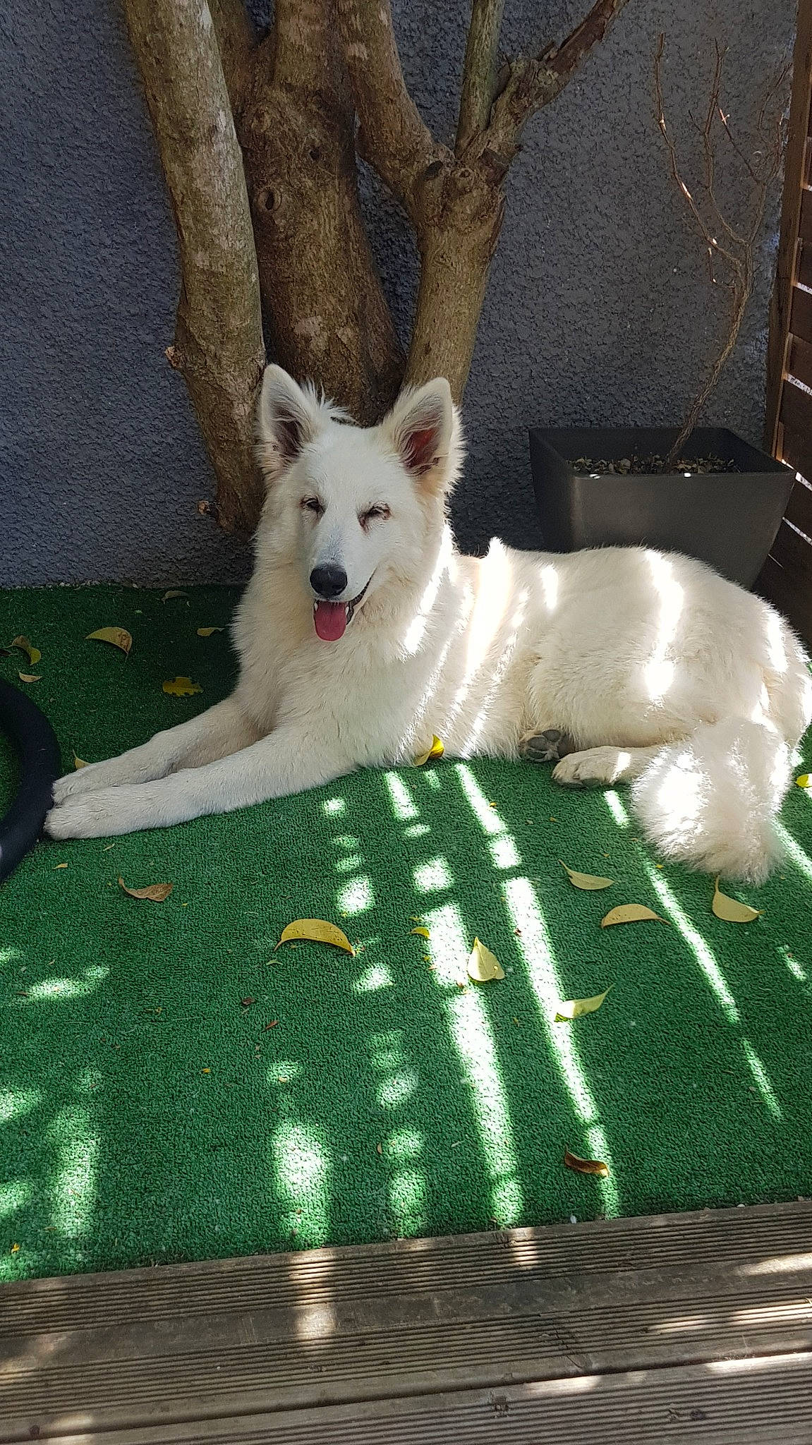 Bouh a rejoint le concours — aidez-le/la à gagner de superbes lots ! berger_blanc_suisse, canaan_dog, canidae, carnivore, dog, dog_breed, grass, indian_spitz, kintamani, mammal, norwegian_buhund, samoyed, vertebrate, white_shepherd