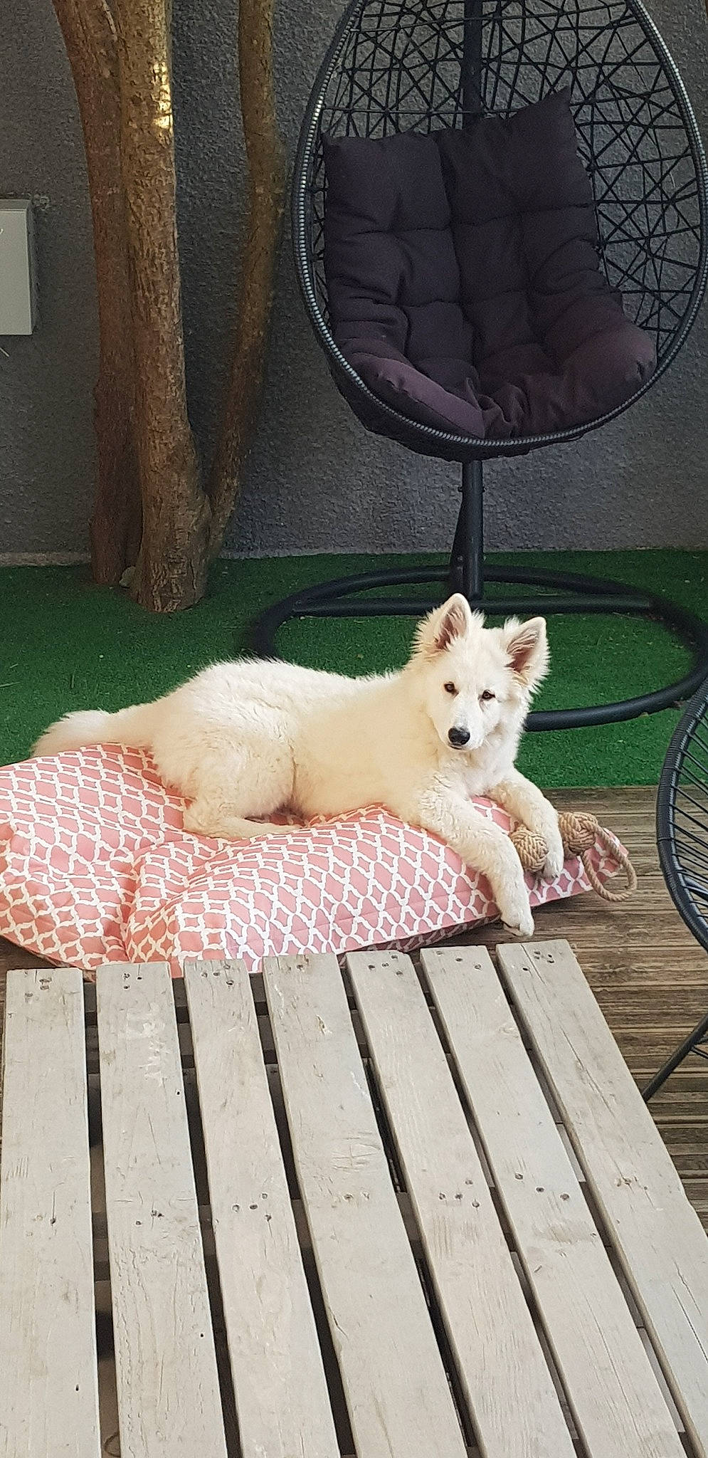 Bouh a rejoint le concours — aidez-le/la à gagner de superbes lots ! akita_inu, berger_blanc_suisse, canidae, carnivore, companion_dog, dog, dog_breed, fawn, flooring, japanese_spitz, kintamani, korean_jindo_dog, mammal, non_sporting_group, pomeranian, samoyed, spitz, tail, volpino_italiano, white_shepherd