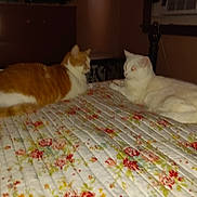 Pyscho And Snowball is registered to the contest to win money with this photo: cat, orange_cat, white_cat, bed, floral_bedspread, indoor, pet, animal, feline, resting, two_animals, domestic_animal, furniture, quiet, nighttime, home, cozy, sleepy, cute, companions