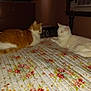 cat, orange_cat, white_cat, bed, floral_bedspread, indoor, pet, animal, feline, resting, two_animals, domestic_animal, furniture, quiet, nighttime, home, cozy, sleepy, cute, companions