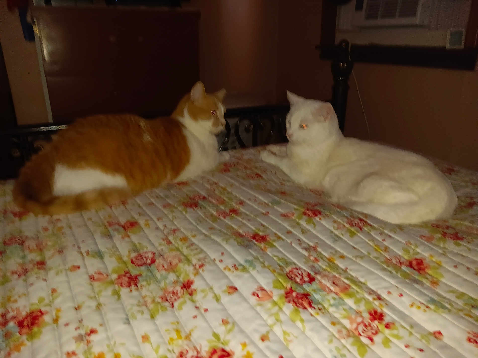 Pyscho And Snowball is registered to the contest to win money with this photo: cat, orange_cat, white_cat, bed, floral_bedspread, indoor, pet, animal, feline, resting, two_animals, domestic_animal, furniture, quiet, nighttime, home, cozy, sleepy, cute, companions