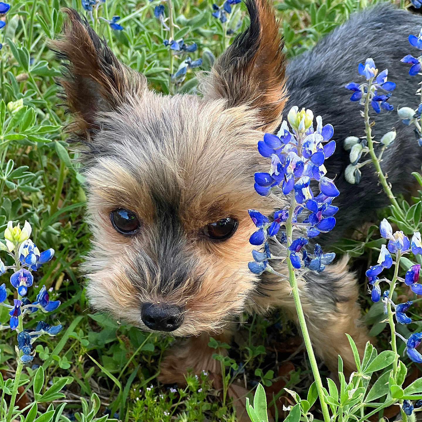 Gatsby Davis joined the competition — help win amazing prizes! anemone, animal, canine, dog, field, flower, geranium, grass, grassland, herbal, herbs, iris, lupin, nature, outdoors, pet, petal, plant, puppy, terrier
