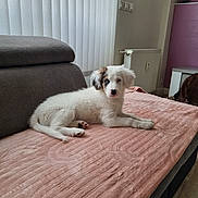 Ayka participe au concours pour gagner de l'argent avec cette photo : puppy, dog, white_dog, black_patch, sofa, blanket, indoor, pet, cute, lying_down, cozy, home, radiator, vertical_blinds, floor, relaxed, fur, animal, companion, furniture