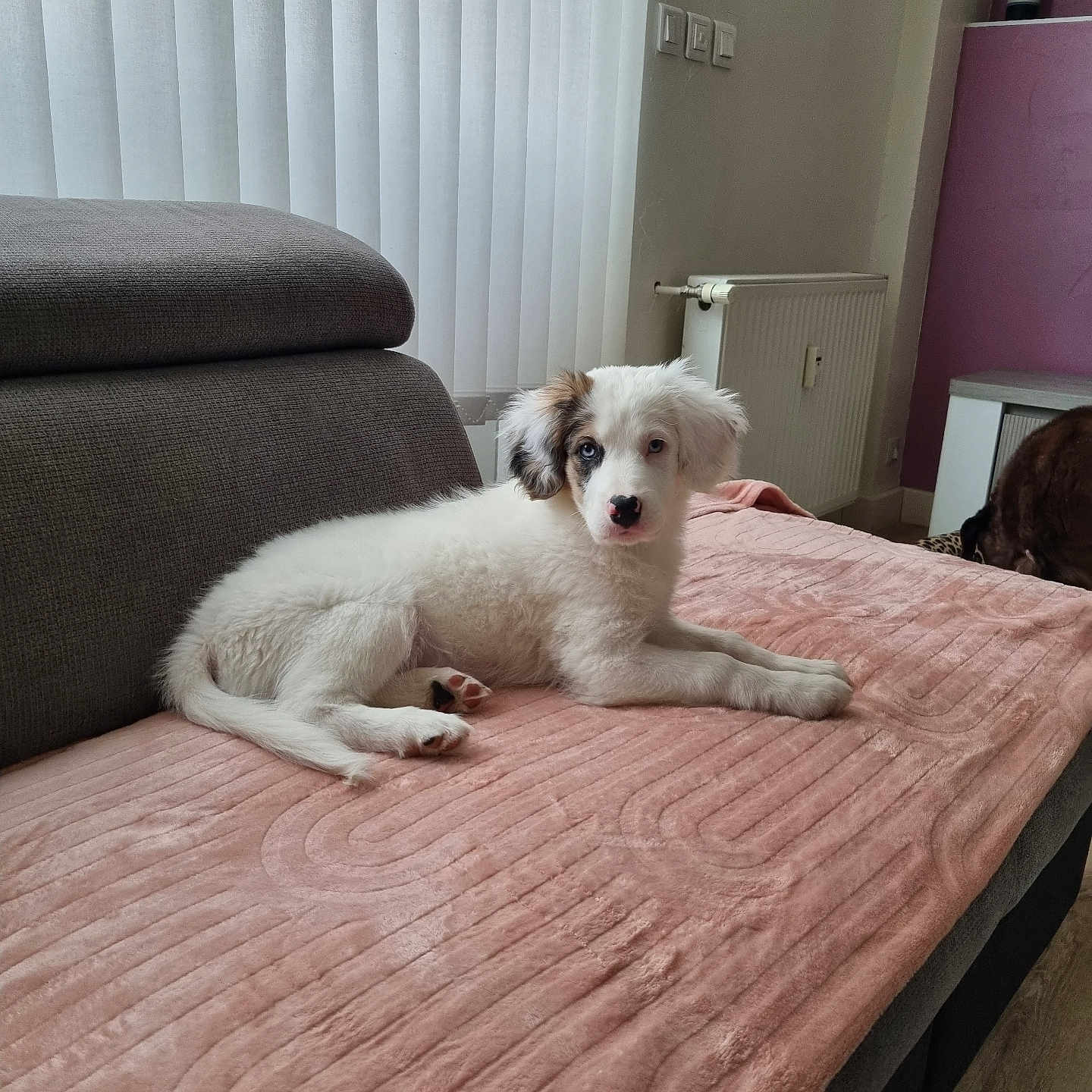 Ayka participe au concours pour gagner de l'argent avec cette photo : animal, black_patch, blanket, companion, cozy, cute, dog, floor, fur, furniture, home, indoor, lying_down, pet, puppy, radiator, relaxed, sofa, vertical_blinds, white_dog
