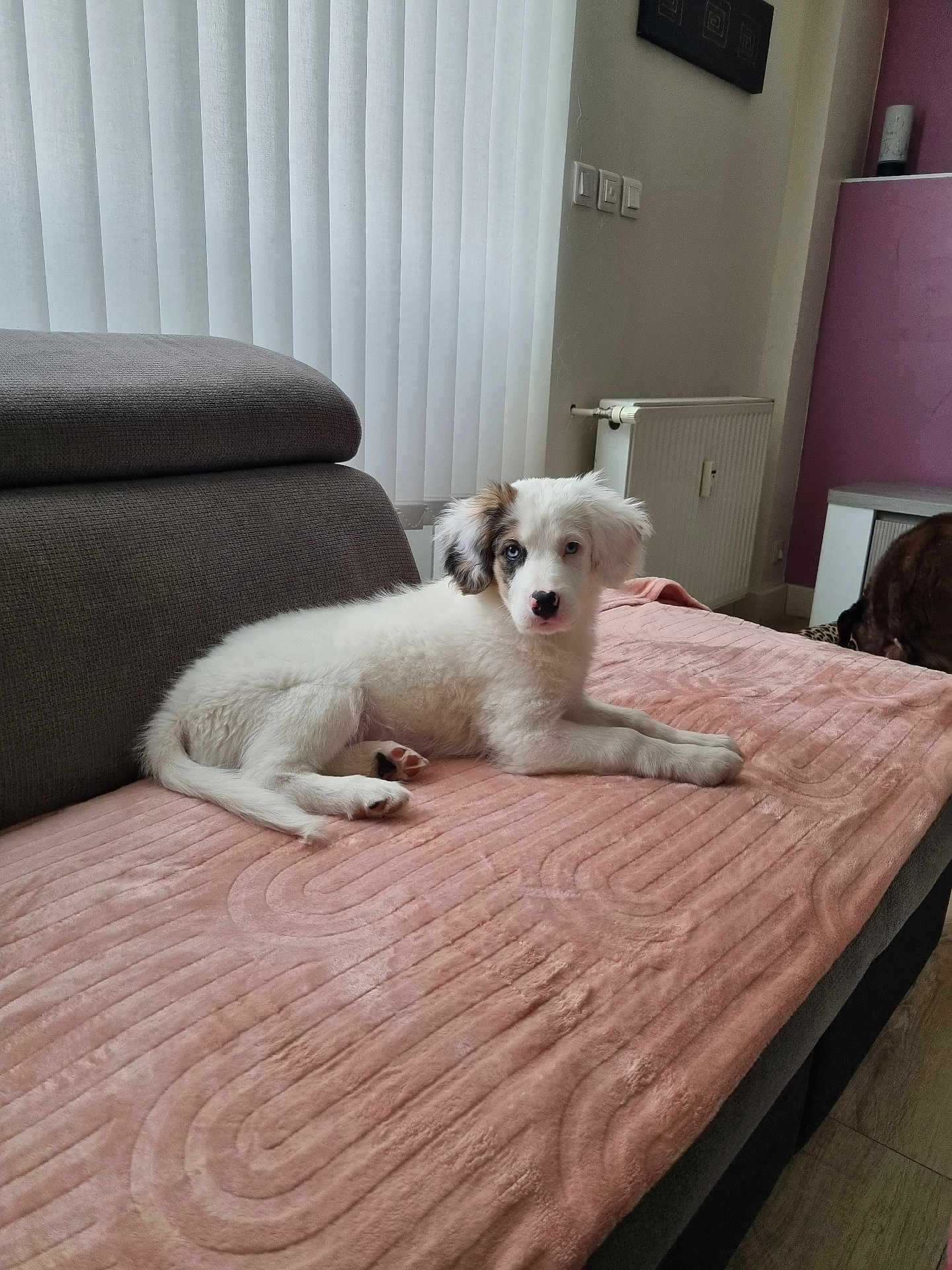 Ayka participe au concours pour gagner de l'argent avec cette photo : puppy, dog, white_dog, black_patch, sofa, blanket, indoor, pet, cute, lying_down, cozy, home, radiator, vertical_blinds, floor, relaxed, fur, animal, companion, furniture