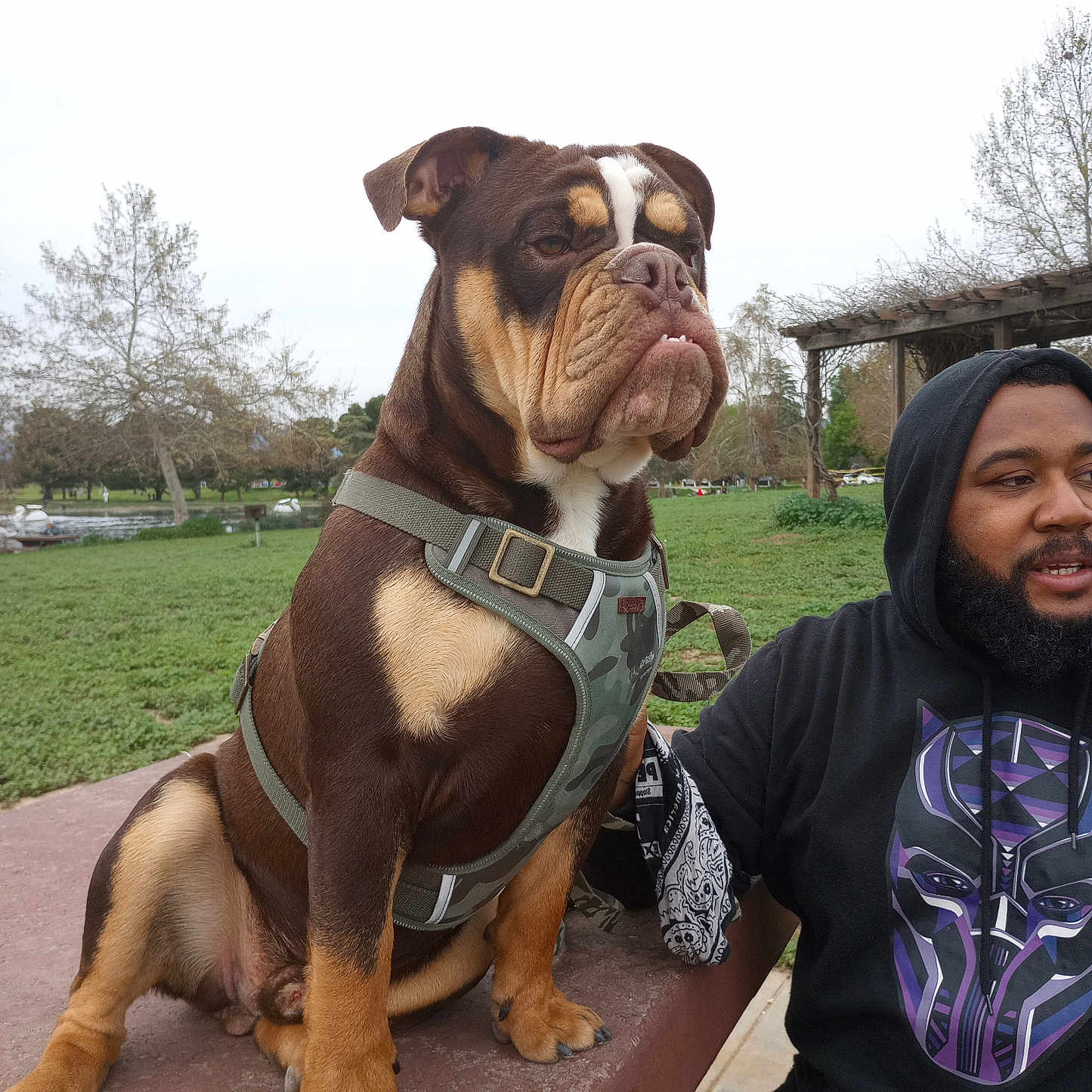 Bruno joined the competition — help win amazing prizes! animal, beard, bench, camouflage, canine, casual, dog, friendship, grass, hoodie, leash, man, outdoor, overcast, park, pet, portrait, resting, sidewalk, tree