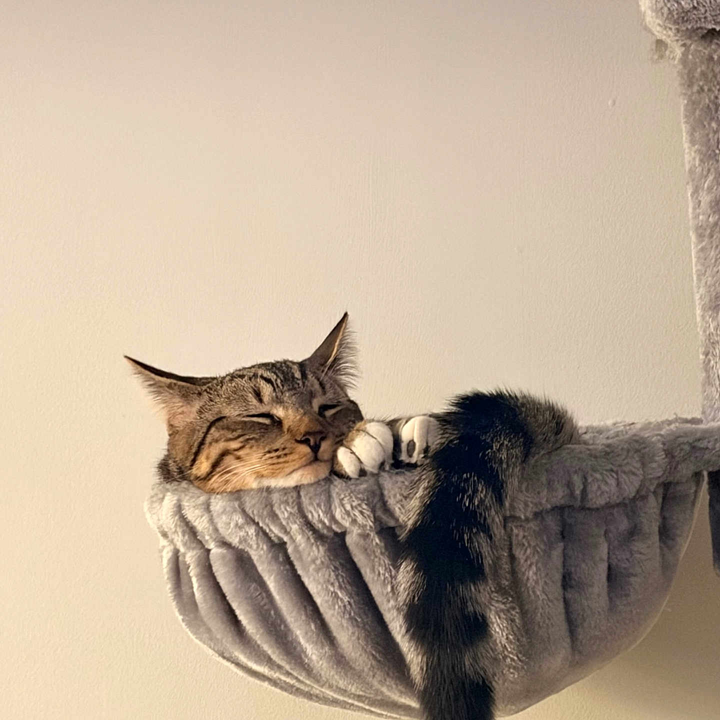 Cid is registered to the contest to win money with this photo: animal, cat, claws, comfortable, cozy, feline, fur, gray, hammock, indoor, paws, pet, plush, quiet, relaxed, resting, sleeping, tabby, tail, whiskers
