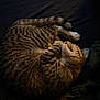 Cid is registered to the contest to win money with this photo: cat, tabby, sleeping, curled_up, fur, striped, pet, animal, cozy, resting, indoor, dark_background, soft_light, close_up, mammal, whiskers, paw, relaxed, peaceful, domestic_animal