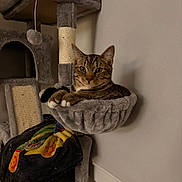 Cid is registered to the contest to win money with this photo: cat, tabby, cat_tree, hammock, indoor, pet, feline, relaxed, gray, cozy, blanket, fur, whiskers, claws, ears, eyes, paws, household, wall, power_outlet