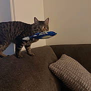 Lilo is registered to the contest to win money with this photo: cat, tabby_cat, toy, fish_toy, couch, pillow, indoor, pet, feline, brown, texture, wall_art, curious, alert, animal, furniture, living_room, home, playful, domestic_animal