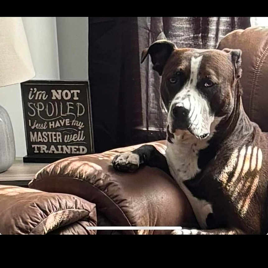 Dopper is registered to the contest to win money with this photo: advertisement, animal, blackboard, bostonbull, boxer, bulldog, canine, couch, cushion, dog, electronics, furniture, homedecor, indoors, interiordesign, pet, pitbull, puppy, screen, text