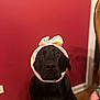 Maya is registered to the contest to win money with this photo: dog, black_dog, pet, indoor, headband, colorful, bow, red_wall, floor, wood_floor, sitting, looking, cute, animal, mammal, companion, portrait, domestic_animal, furniture_edge, human_hand