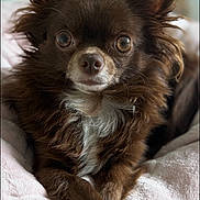 Honey joined the competition — help win amazing prizes! dog, chihuahua, brown_fur, long_hair, pet, animal, cute, small_dog, ears, eyes, nose, paws, blanket, cozy, indoor, portrait, fur, relaxed, close_up, laying_down