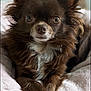 dog, chihuahua, brown_fur, long_hair, pet, animal, cute, small_dog, ears, eyes, nose, paws, blanket, cozy, indoor, portrait, fur, relaxed, close_up, laying_down
