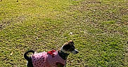 Bashira joined the competition — help win amazing prizes! dog, pet, grass, leash, outdoor, sunlight, park, trees, animal, canine, clothing, pink, small_dog, daytime, nature, field, playful, cute, walking, standing
