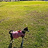 dog, pet, grass, leash, outdoor, sunlight, park, trees, animal, canine, clothing, pink, small_dog, daytime, nature, field, playful, cute, walking, standing