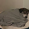 Bashira joined the competition — help win amazing prizes! dog, sleeping, blanket, cozy, bed, resting, indoor, pet, brown, white, fur, calm, comfort, snug, relaxation, quiet, domestic, animal, peaceful, home