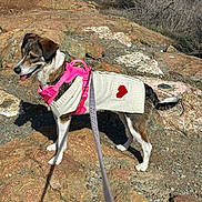 Bashira joined the competition — help win amazing prizes! dog, outdoor, rocky_terrain, leash, sweater, pink_harness, tongue_out, sunny, nature, pet, animal, walking, standing, heart_design, fur, shadow, grass, bushes, daylight, canine