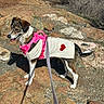 dog, outdoor, rocky_terrain, leash, sweater, pink_harness, tongue_out, sunny, nature, pet, animal, walking, standing, heart_design, fur, shadow, grass, bushes, daylight, canine