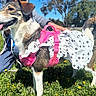 Bashira is registered to the contest to win money with this photo: dog, pet, outdoor, grass, flower, dress, pink_harness, sunny, happy, tongue_out, tail, person, leash, nature, blue_sky, tree, park, canine, animal, cute