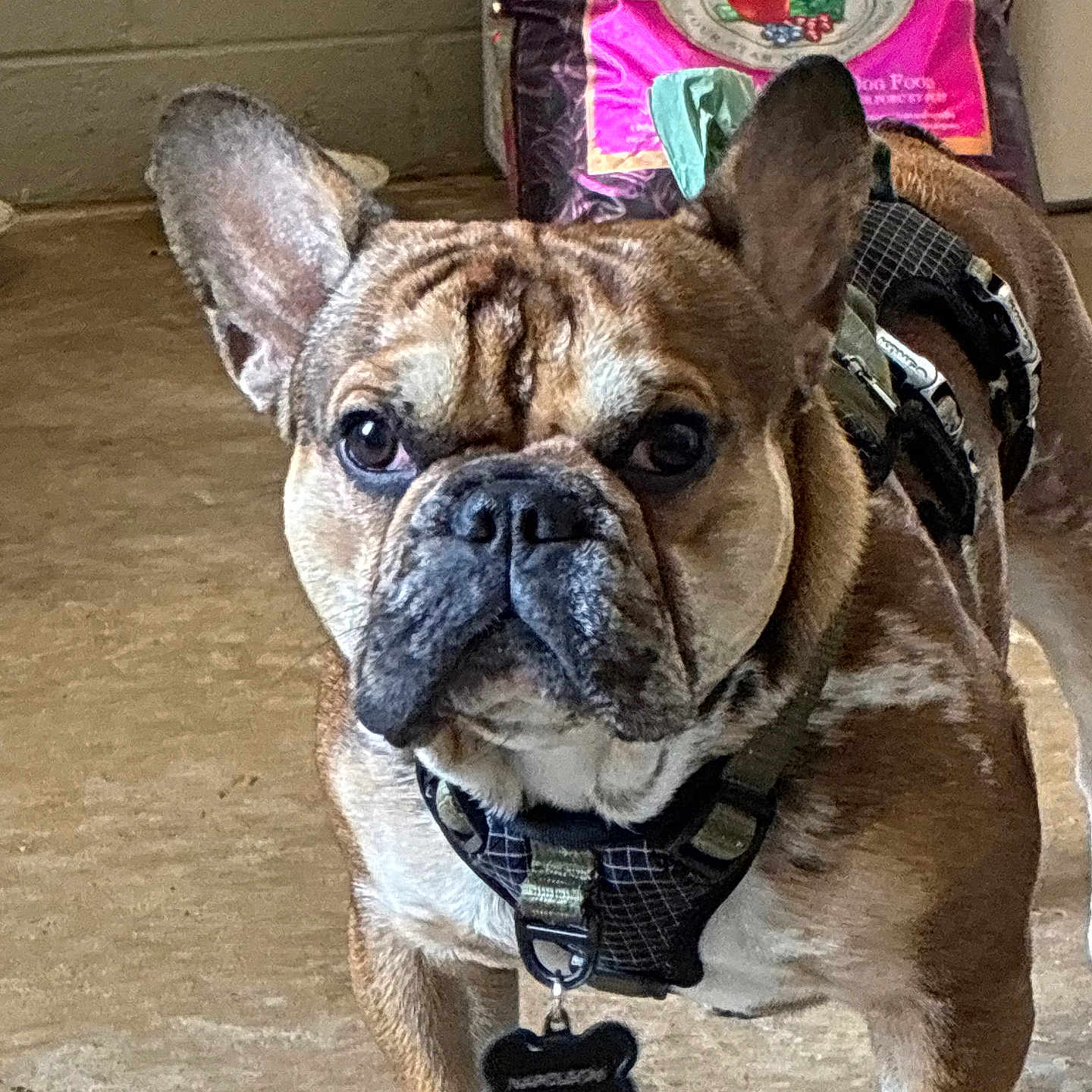 Napoleon joined the competition — help win amazing prizes! animal, boxer, bulldog, canine, cushion, dog, frenchbulldog, homedecor, pet, pitbull, policedog, pug, puppy, snout