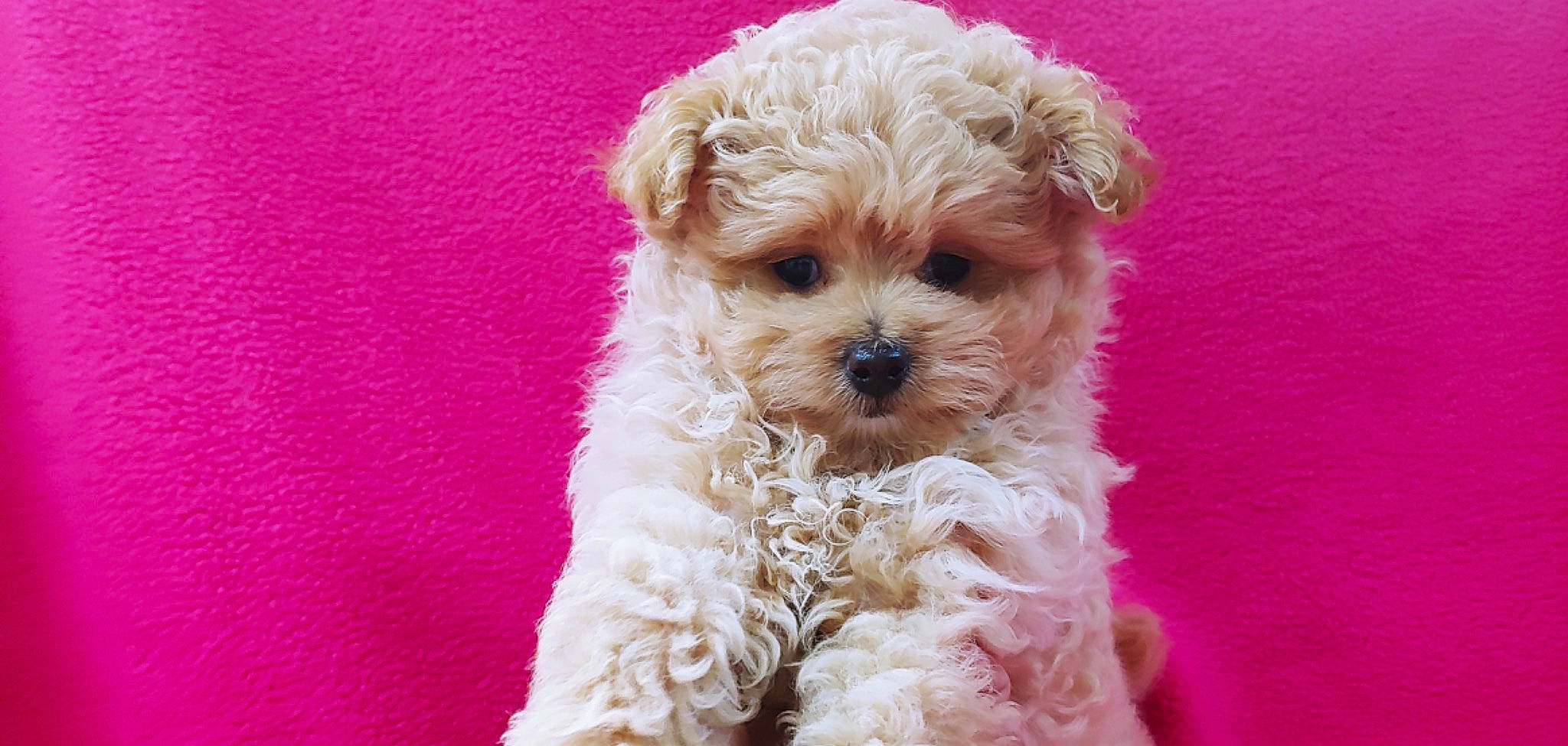 Dede joined the competition — help win amazing prizes! canidae, carnivore, companion_dog, dog, dog_breed, dog_clothes, dog_collar, dog_supply, fawn, fur, labradoodle, poodle, puppy_love, small_terrier, snout, sporting_group, terrier, toy_dog, water_dog, working_animal