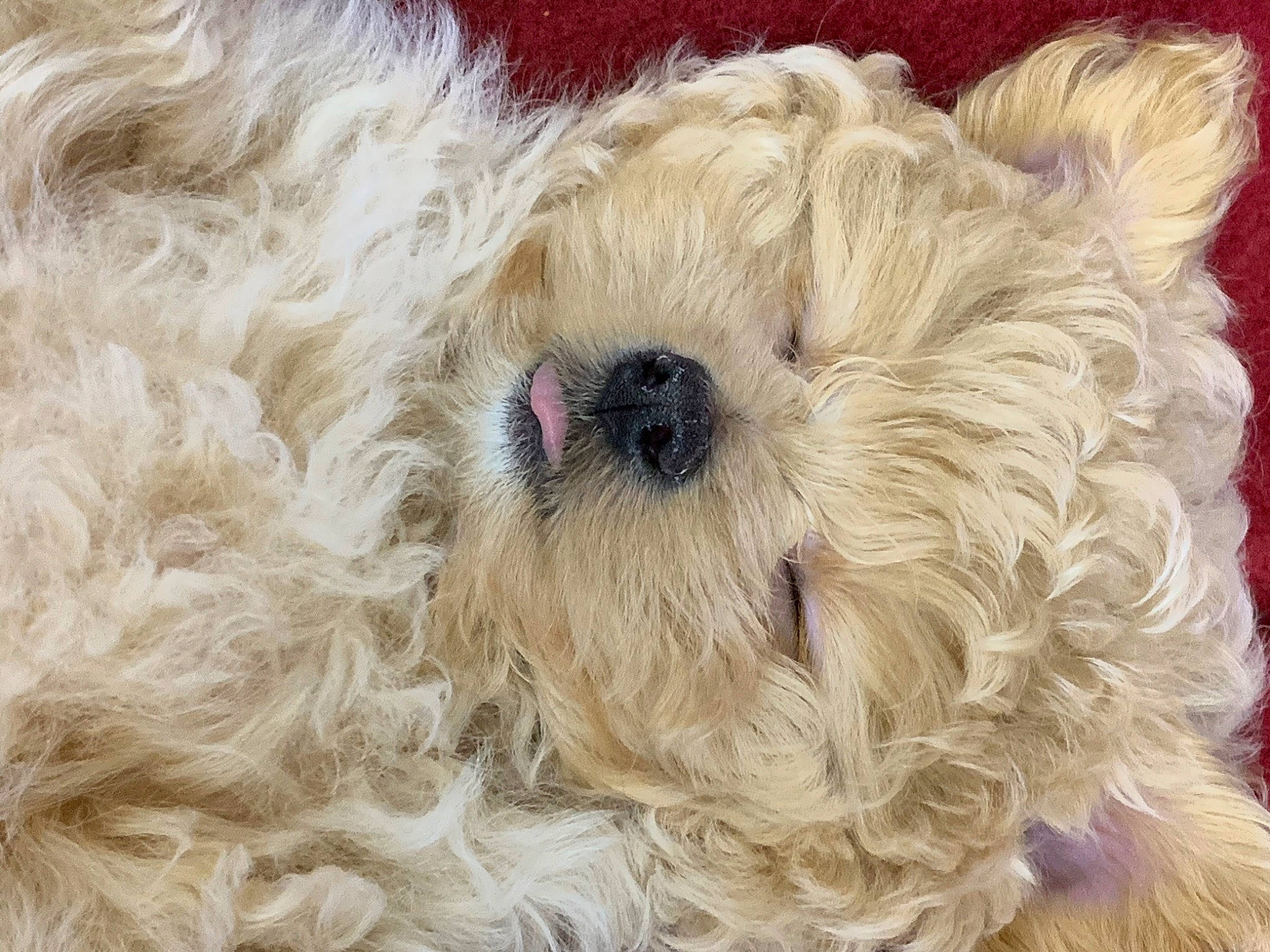 Dede is registered to the contest to win money with this photo: canidae, carnivore, companion_dog, dog, dog_breed, fawn, fur, maltepoo, non_sporting_group, pet_supply, puppy, small_terrier, snout, sporting_group, terrestrial_animal, terrier, toy, toy_dog, water_dog, working_animal