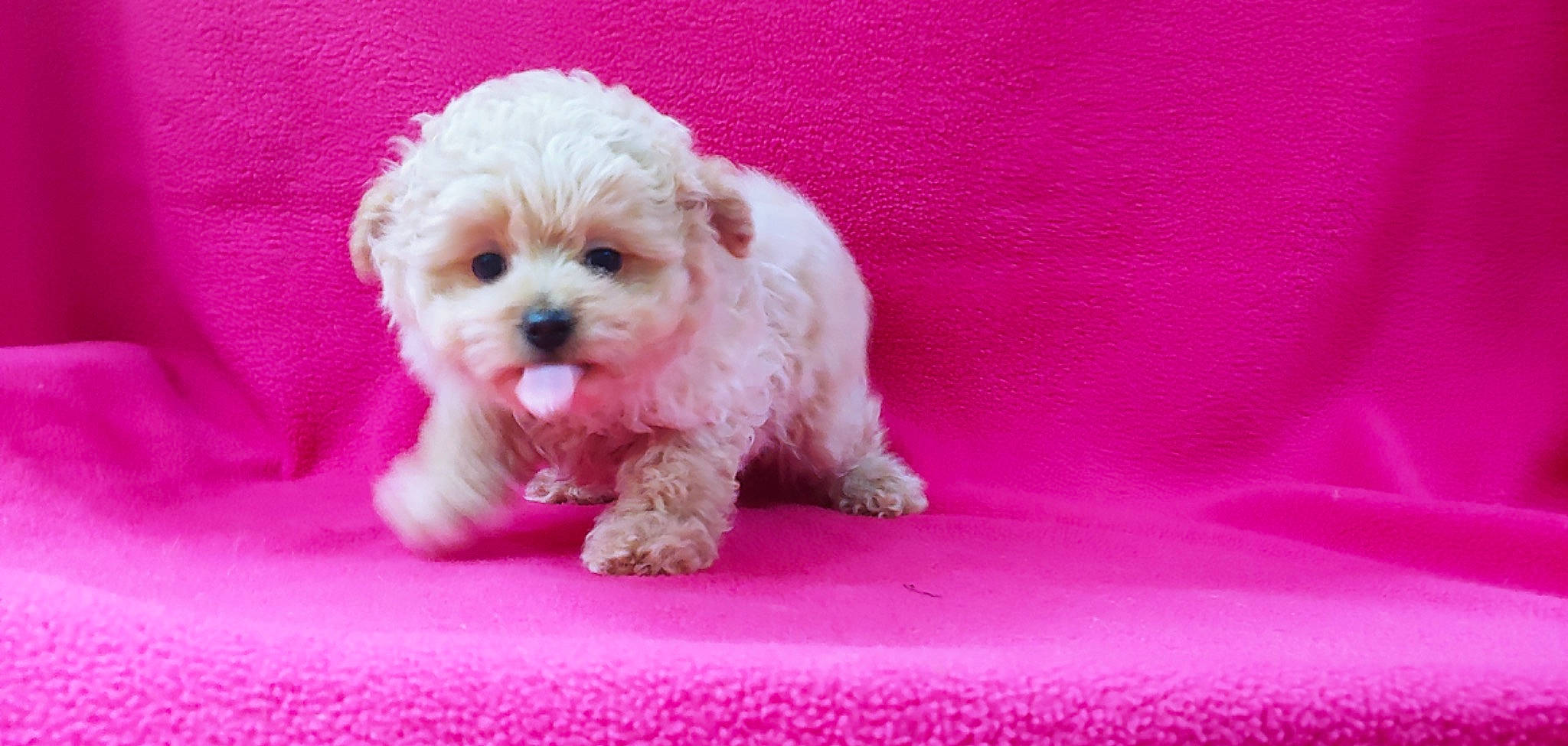 Dede joined the competition — help win amazing prizes! canidae, carnivore, companion_dog, dog, dog_breed, dog_supply, fur, magenta, maltepoo, pink, poodle, poodle_crossbreed, puppy_love, shih_poo, snout, sporting_group, toy_dog, water_dog, working_animal, yorkipoo