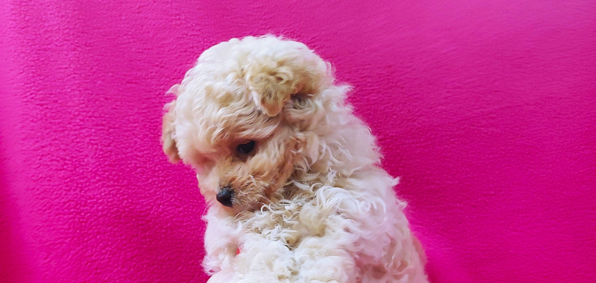 Dede joined the competition — help win amazing prizes! canidae, carnivore, companion_dog, dog, dog_breed, dog_collar, dog_supply, fur, labradoodle, maltepoo, poodle, poodle_crossbreed, puppy_love, small_terrier, snout, sporting_group, terrier, toy_dog, water_dog, yorkipoo