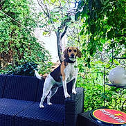 Leopoldine participe au concours pour gagner de l'argent avec cette photo : animal, background, beagle, canine, collar, daylight, dog, furniture, garden, greenery, leaf, nature, outdoor, pet, plant, sign, standing, table, tree, wicker_couch