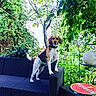 animal, background, beagle, canine, collar, daylight, dog, furniture, garden, greenery, leaf, nature, outdoor, pet, plant, sign, standing, table, tree, wicker_couch