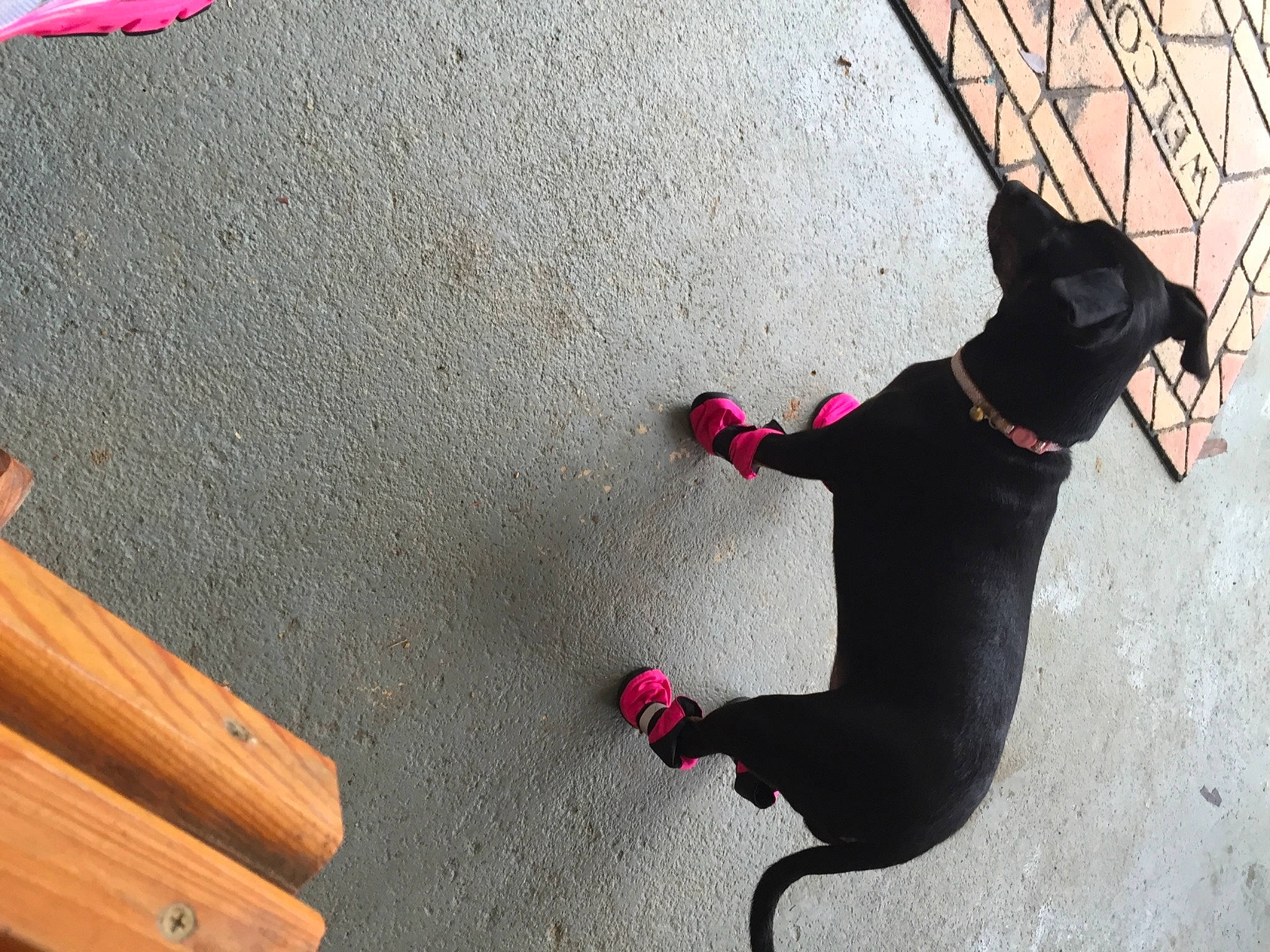 Missy is registered to the contest to win money with this photo: carnivore, collar, companion_dog, dog, dog_breed, dog_collar, dog_supply, fawn, floor, flooring, grey, leash, pet_supply, road_surface, snout, tail, tints_and_shades, wall, wood, working_animal