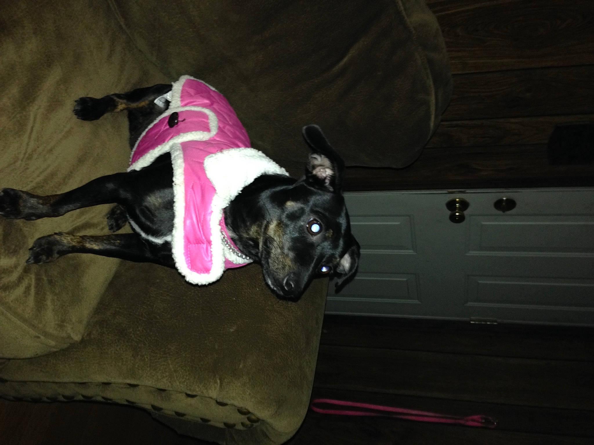 Missy is registered to the contest to win money with this photo: carmine, carnivore, collar, comfort, companion_dog, couch, dog, dog_breed, dog_collar, dog_supply, fawn, flooring, grey, guard_dog, leash, magenta, pet_supply, snout, tail, toy_dog