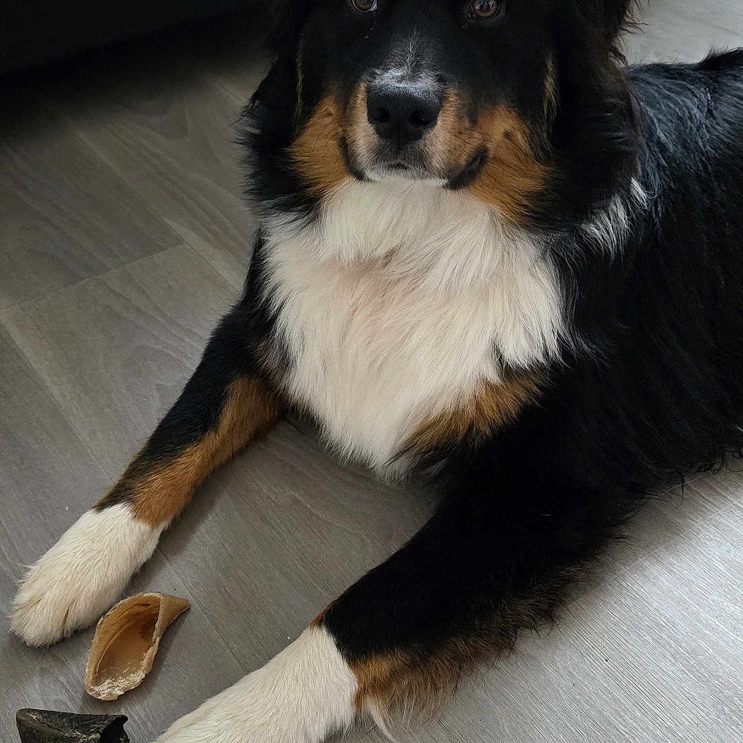 Volt participe au concours pour gagner de l'argent avec cette photo : animal, attentive, black, canine, chewed_toy, companion, cute, dog, domestic, floor, fur, indoor, looking, medium_size, paws, pet, resting, tan, white, wooden_floor