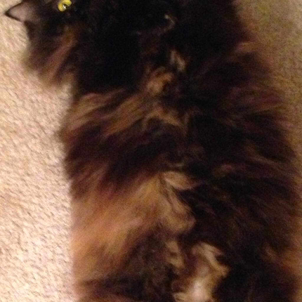 Gypsy-rose joined the competition — help win amazing prizes!