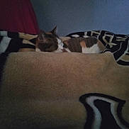 Reba is registered to the contest to win money with this photo: cat, sleeping, blanket, pattern, indoor, cozy, fur, resting, calm, pet, animal, feline, bed, soft, warm, comfort, quiet, relaxation, domestic, cute