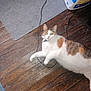 cat, calico, pet, floor, wooden_floor, rug, bag, cat_litter, cable, foot, toenails, indoor, curious, looking_up, animal, domestic, feline, white, brown, orange
