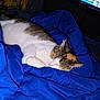 cat, sleeping, blue_blanket, indoor, pet, feline, resting, cozy, domestic_animal, fur, whiskers, bedroom, comfort, relaxation, tabby_cat, white_fur, animal, cute, nap, household