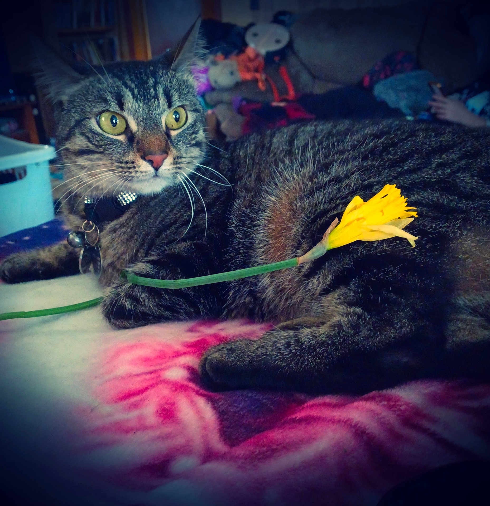 Cupcake joined the competition — help win amazing prizes! cat, tabby_cat, flower, yellow_flower, blanket, indoor, pet, collar, fur, whiskers, relaxing, purple, pink, animal, domestic, curious, closeup, resting, household, person