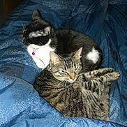 Cupcake joined the competition — help win amazing prizes! cat, tabby_cat, black_and_white_cat, collar, bell, blanket, blue_blanket, indoor, pet, animal, feline, resting, snuggling, cozy, fur, whiskers, ears, relaxed, two_animals, sleepy