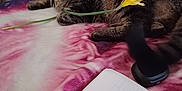 Cupcake joined the competition — help win amazing prizes! cat, tabby_cat, flower, blanket, notebook, handwriting, person, couch, indoor, relaxing, home, furniture, yellow_flower, animal, pet, cozy, resting, fur, curious, domestic