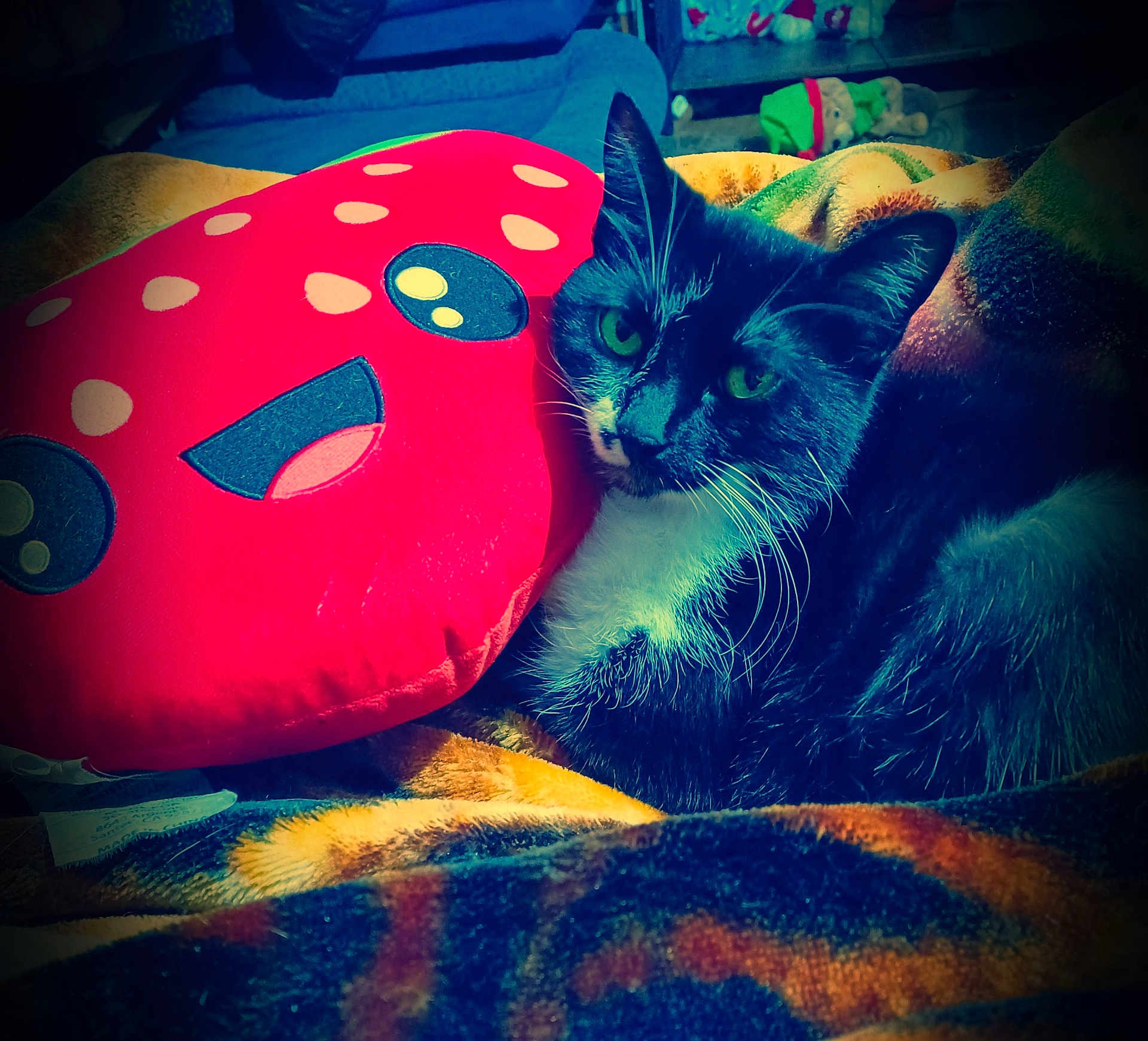 Hunter May Quinn joined the competition — help win amazing prizes! cat, black_and_white, plush_pillow, cartoon_face, blanket, cozy, indoor, pet, animal, resting, cute, feline, soft_texture, relaxation, home, colorful, comfort, fur, whiskers, closeup