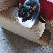 Hunter May Quinn is registered to the contest to win money with this photo: cat, black_and_white_cat, pet, animal, feline, couch, corduroy, beige_couch, plastic_container, red_container, concrete_floor, footwear, black_shoes, jeans, ripped_jeans, indoor, looking_up, curious, whiskers, ears