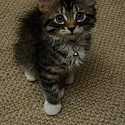 Kiki is registered to the contest to win money with this photo: kitten, cat, tabby, pet, animal, fur, whiskers, collar, bell, carpet, indoor, cute, small, curious, young, feline, paws, ears, mammal, looking_up